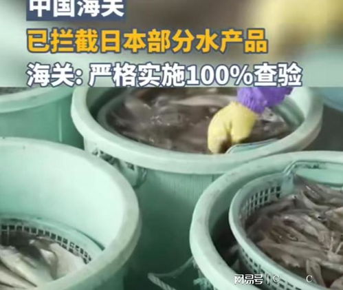 中國海關強化對日本水產品進口監管，日本媒體高度關注農產品安全議題